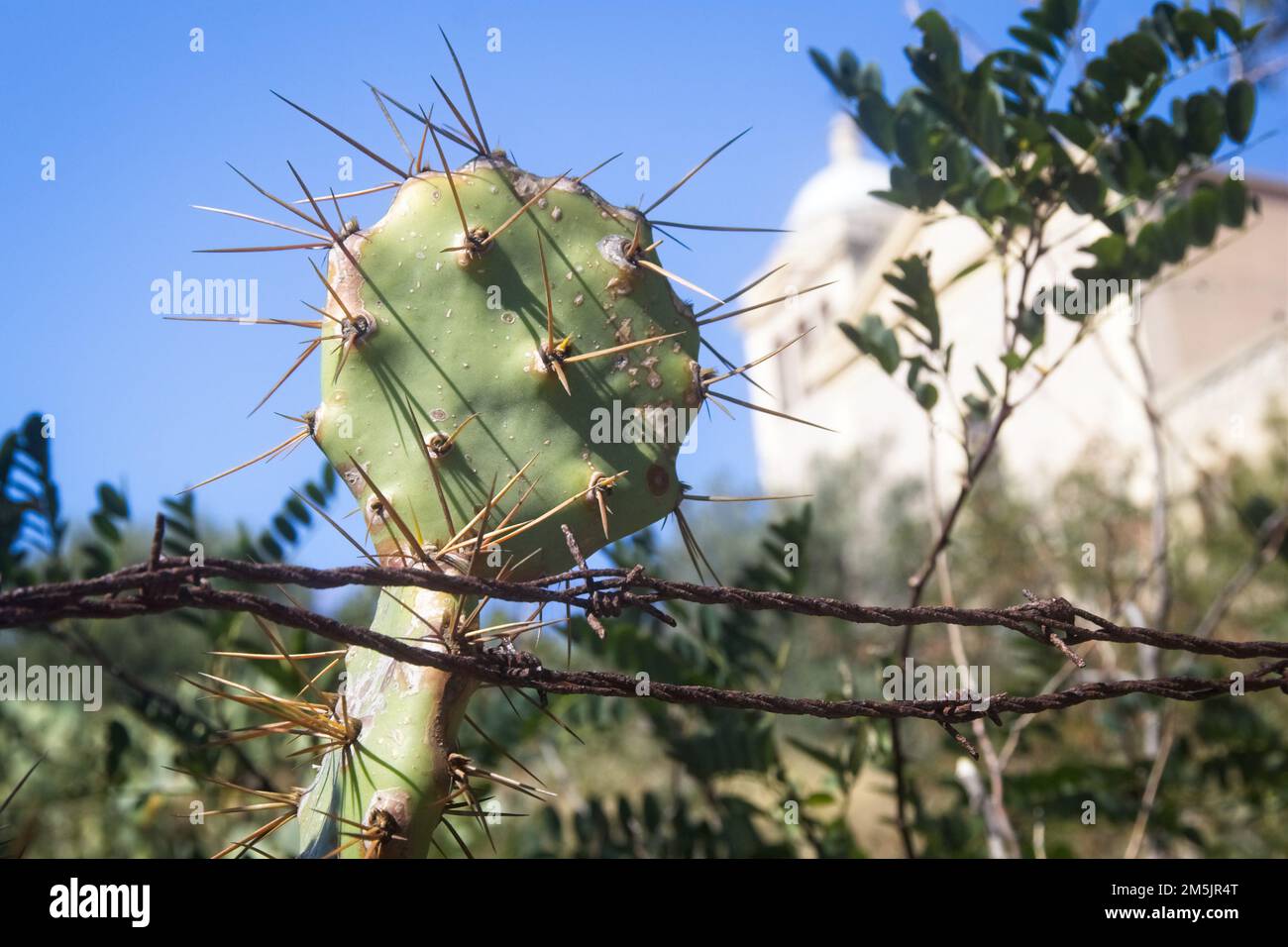 send succulent gift Get Well Soon Succulent Gift Garden main image 1