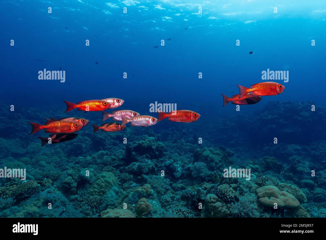 A school of goggle eye fish swimming near to the corals in the clear