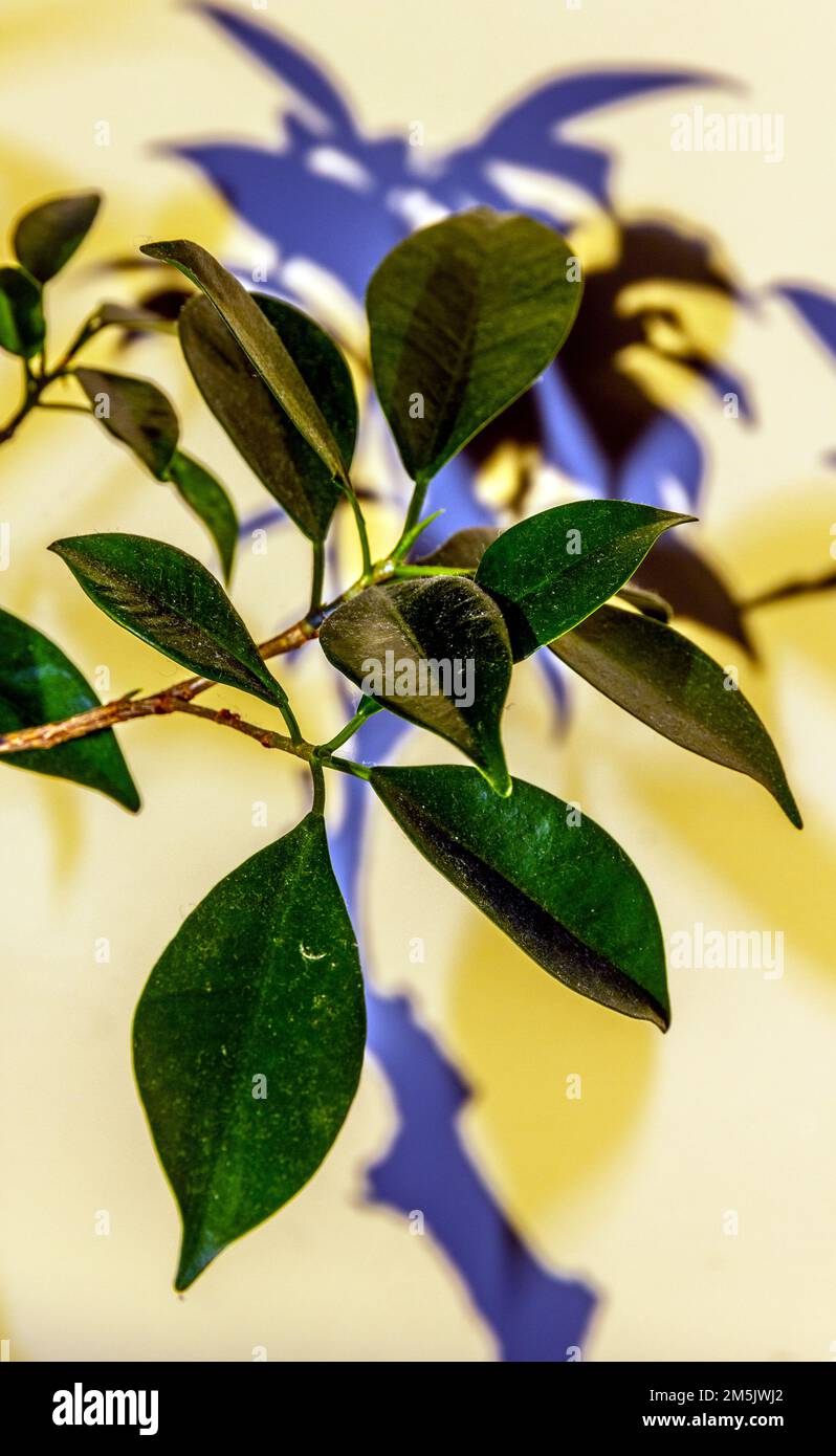 Ficus Bonsai tree shadows Stock Photo