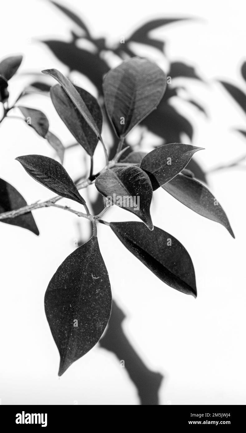 Ficus Bonsai tree shadows Stock Photo