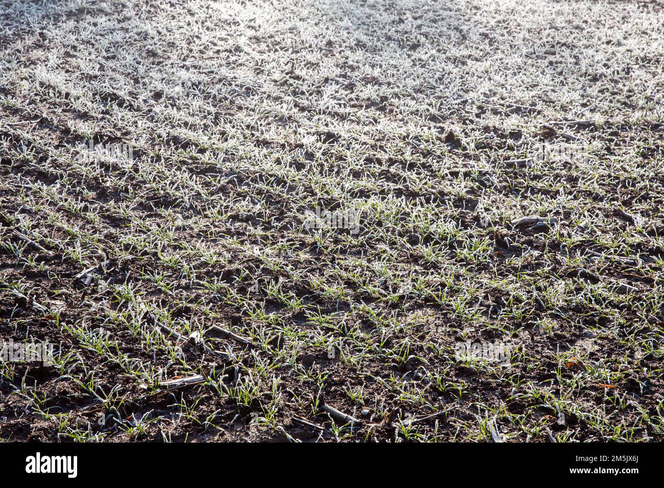 Harvested field with remains from the plants on some farmland on a cold ...
