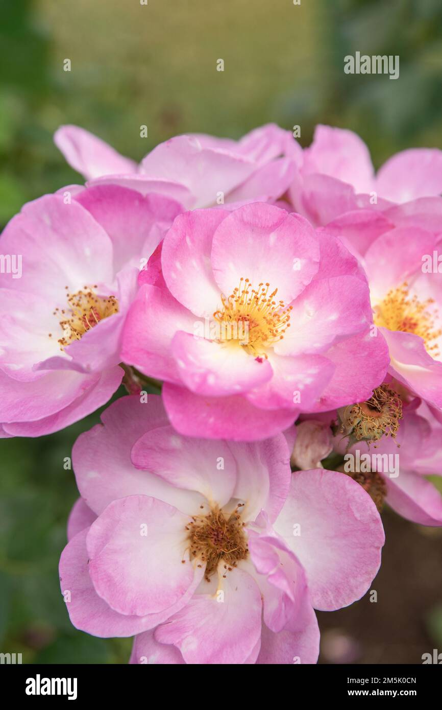 Color Rosa Sunset Glow Rosa summer sunset hi-res stock photography and images - Alamy