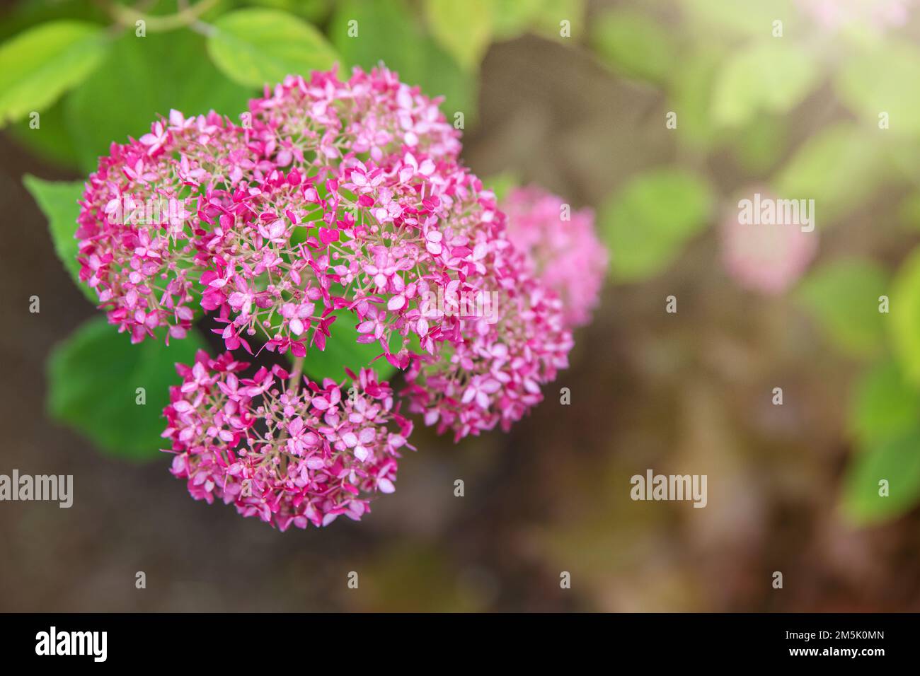 Pink hydrangea, sheep flower. Flowering hydrangea tree, Hydrangea arborescens or Candybelle Bubblegum in the garden in summer Stock Photo