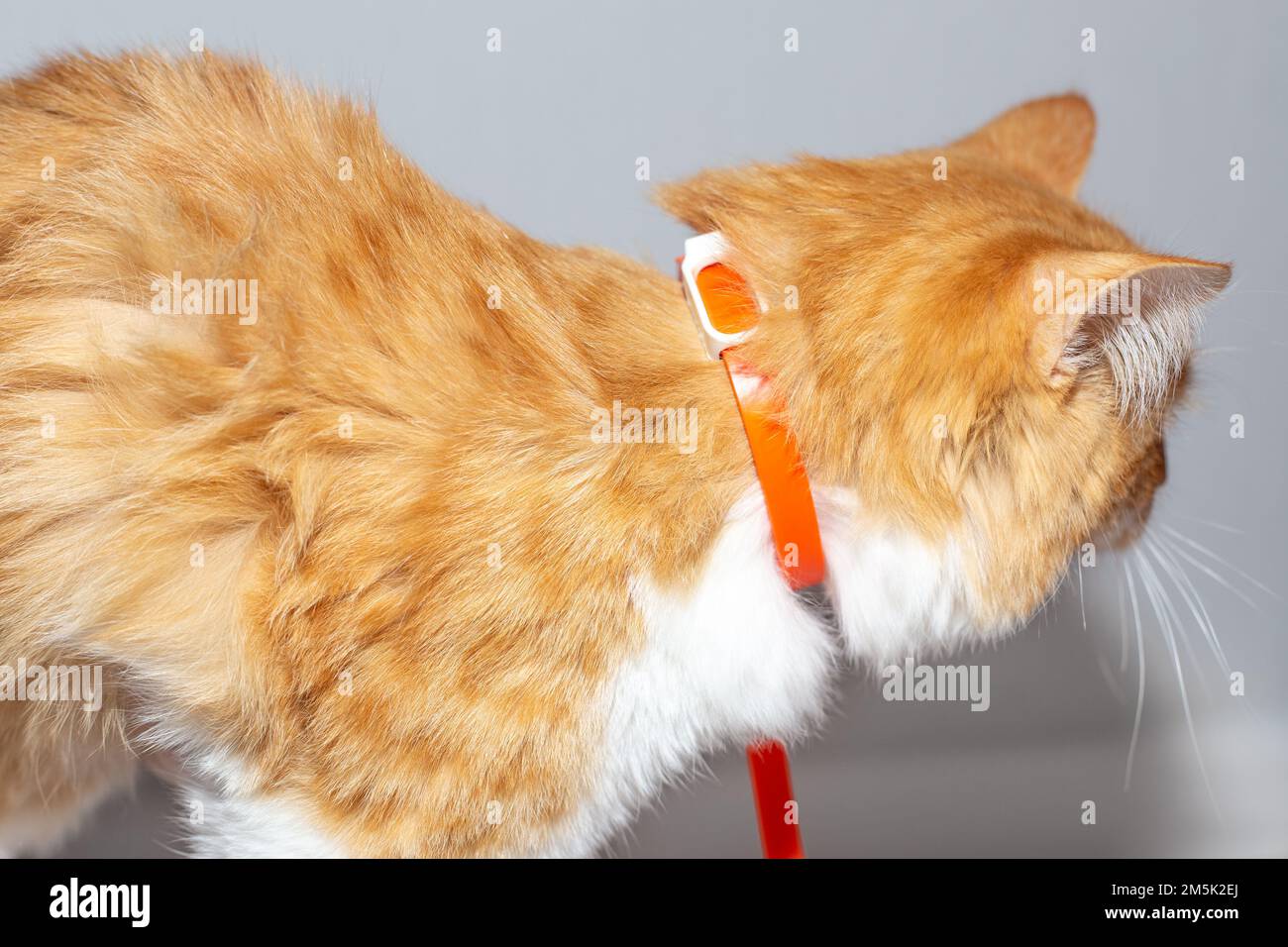A ginger kitten with a flea collar. Prevention of parasitic diseases in animals. Stock Photo