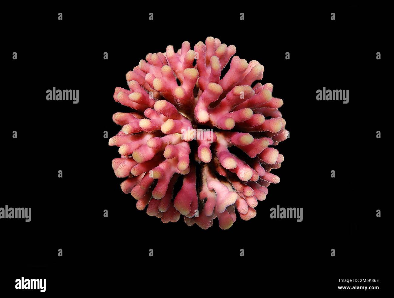 Stylophora is a genus of colonial stony corals in the family Pocilloporidae Stock Photo