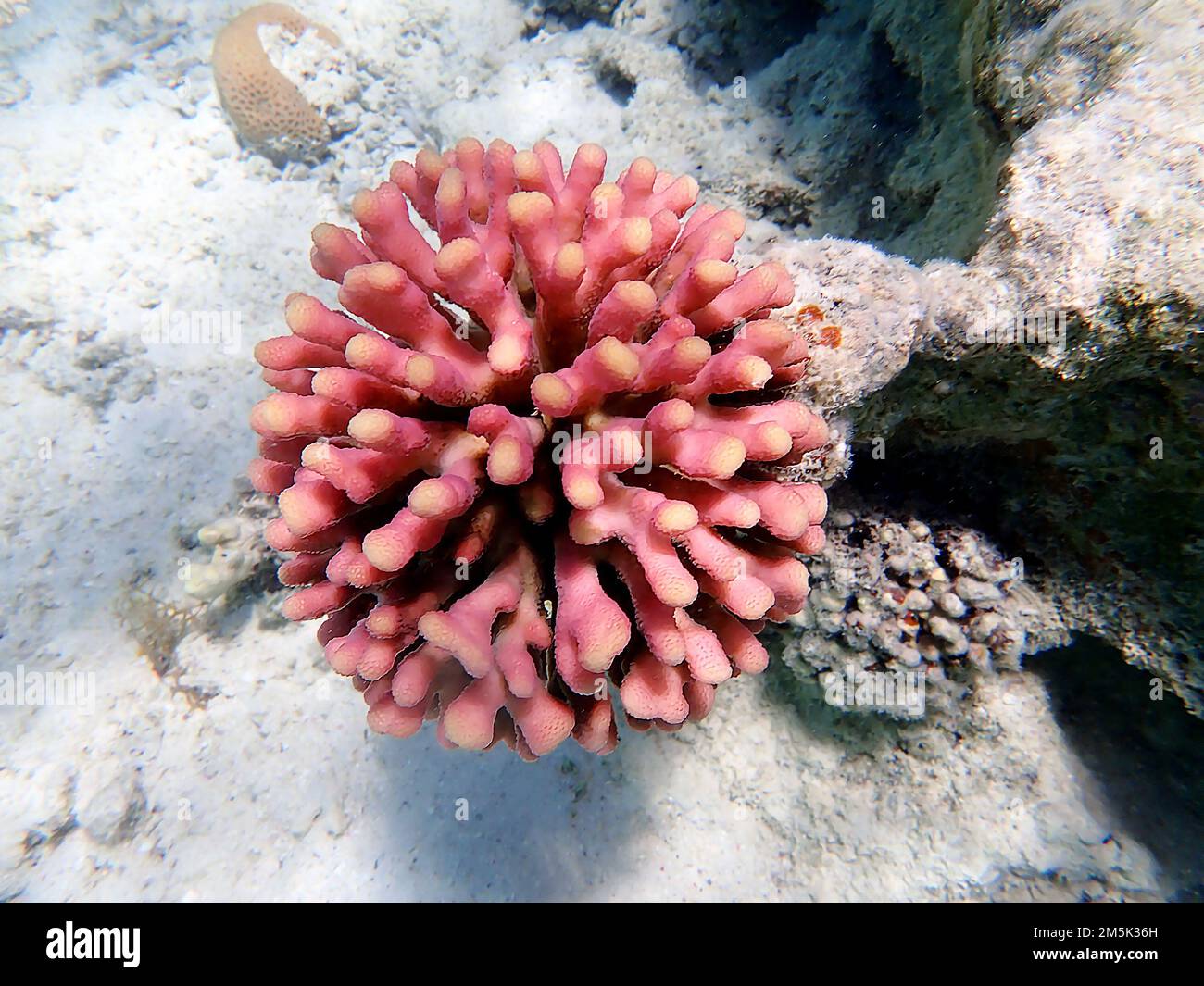 Stylophora is a genus of colonial stony corals in the family Pocilloporidae Stock Photo