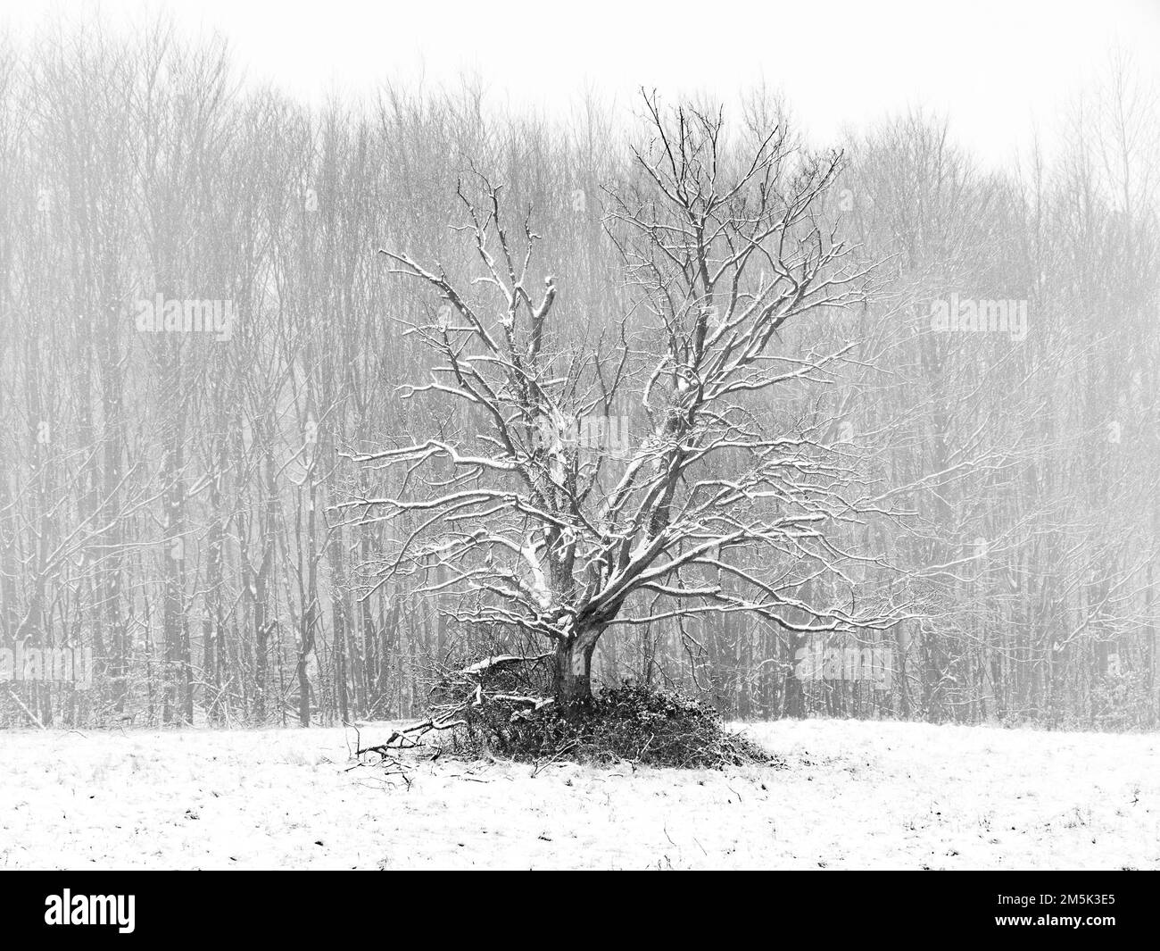 a Tree during a blizzard in Wassergspreng, Austria. Stock Photo