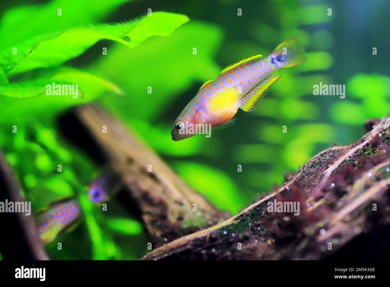 Peacock gudgeon freshwater Goby (Tateurndina ocellicauda Stock Photo Alamy