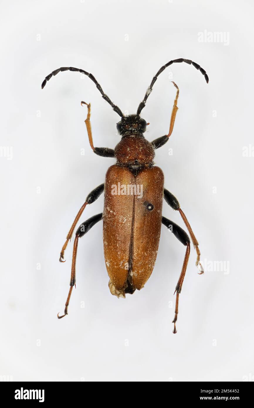 Red-brown Longhorn Beetle (Anoplodera rubra) is a species of beetles belonging to the family Cerambycidae. Stock Photo