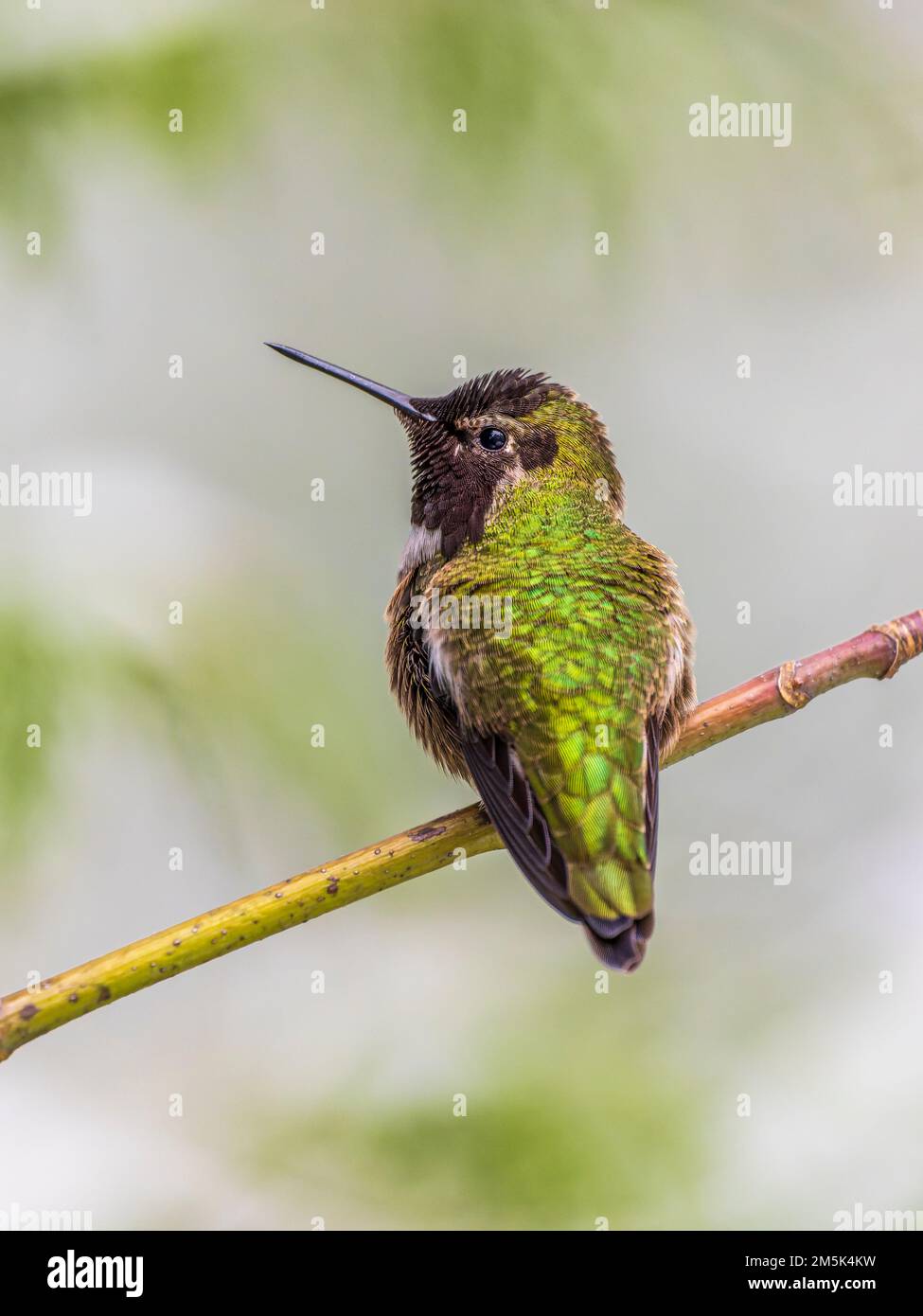 A male Anna's Hummingbird (Calypte anna) perched on a branch Stock Photo
