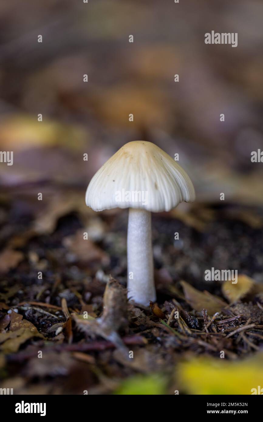 A vertical closeup shot of a Yellow Field cap mushroom, on the wet ground covered by leaves, in a forest Stock Photo