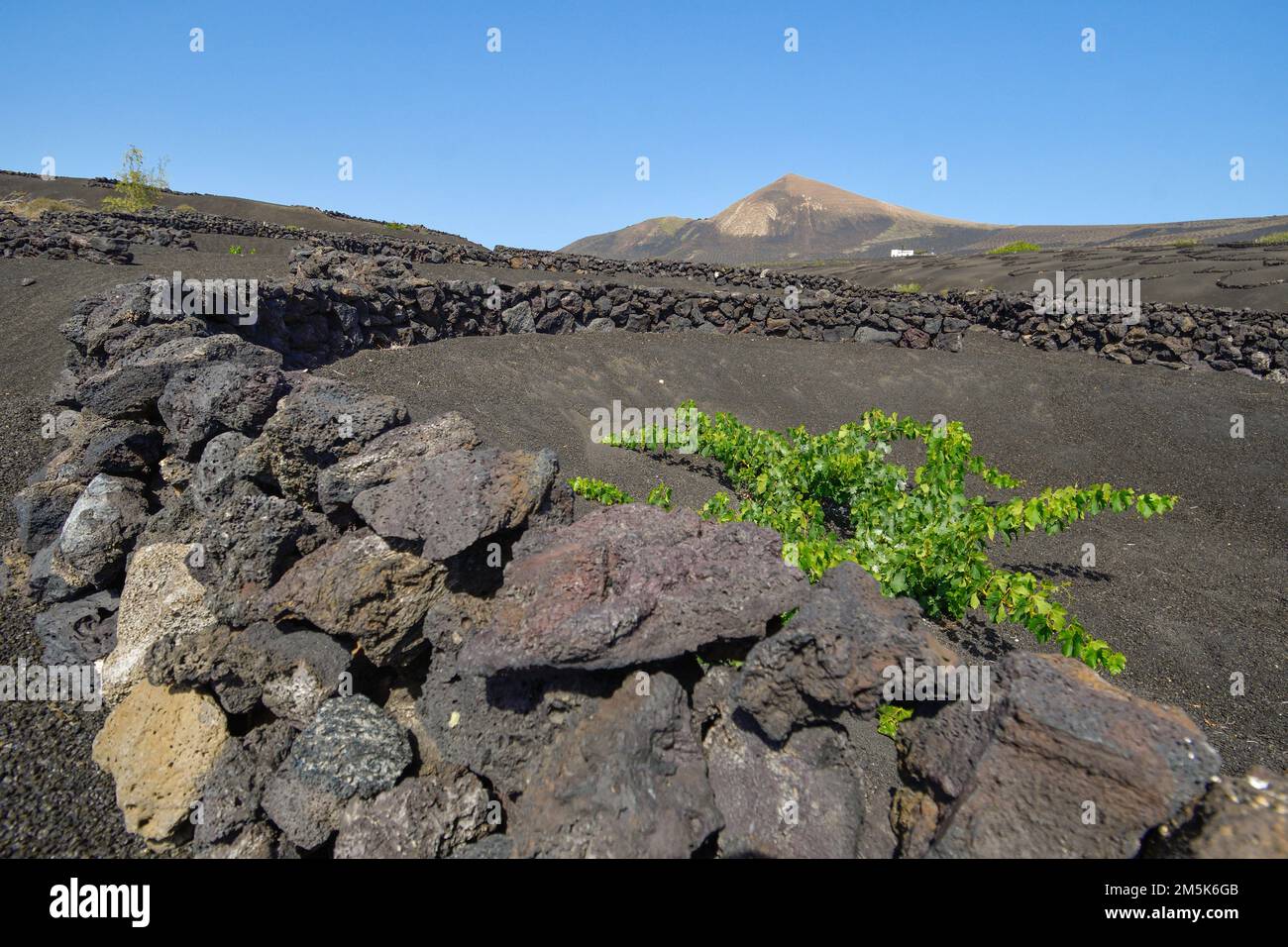 Vineyards in the volcanic rock in La Geria Stock Photo