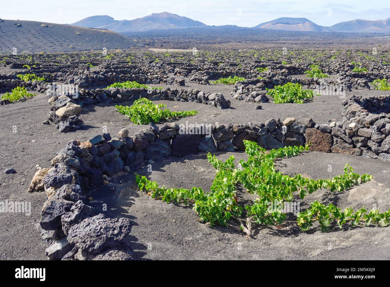 Vineyards in the volcanic rock in La Geria Stock Photo