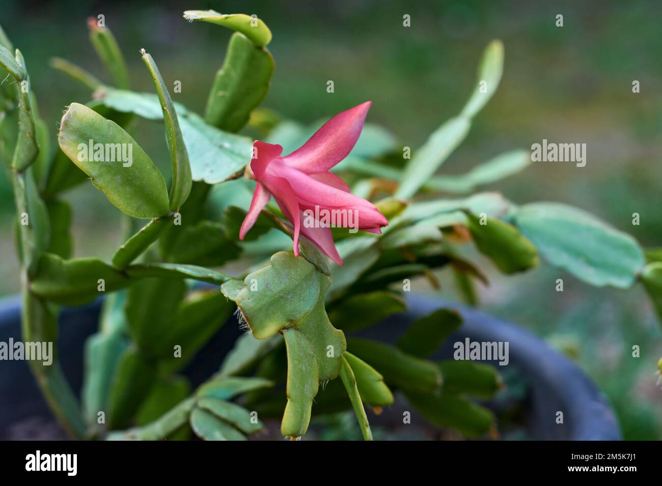 Potted Christmas cactus or Thanksgiving cactus (Schlumbergera Truncata