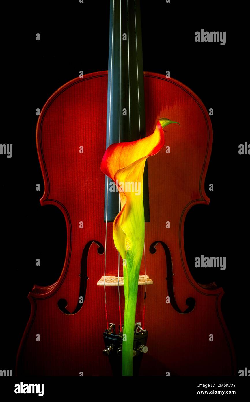 Calla Lily And Strings Still Life Stock Photo