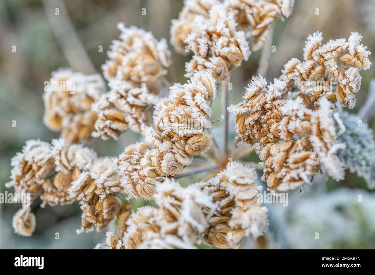 Close-up of frost covered ripe seeds of Hogweed / Heracleum sphondylium. Cow parsley family and is a common weed in the UK. Stock Photo