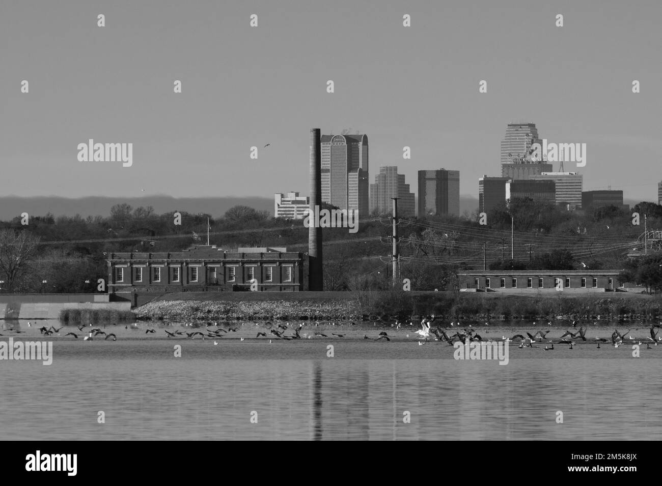 Black and white photo large flock of birds swimming near pump station on the far shore of White Rock Lake with the skyline of Dallas in the background Stock Photo