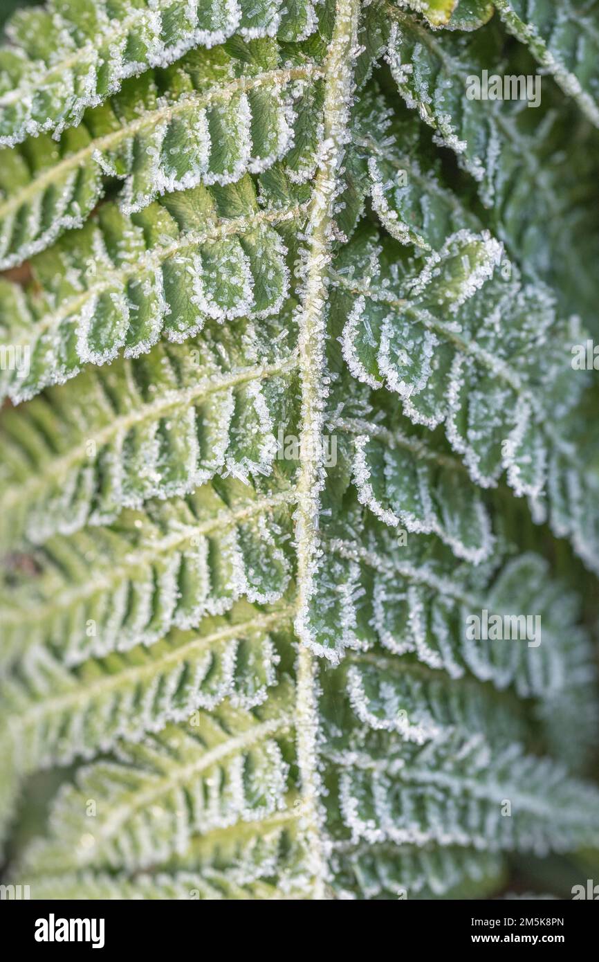 Closeup shot of fern frond covered by frost / ice crystals during UK