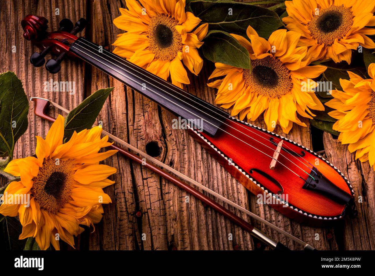 Pocket Violin And Sunflowers Still Life Stock Photo