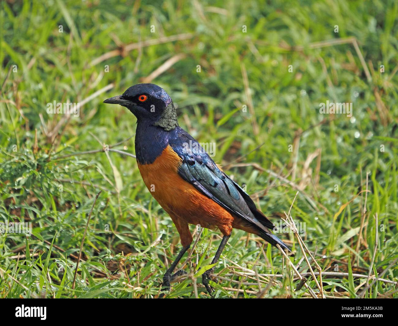 Hildebrandt's starling (Lamprotornis hildebrandti) with red eye