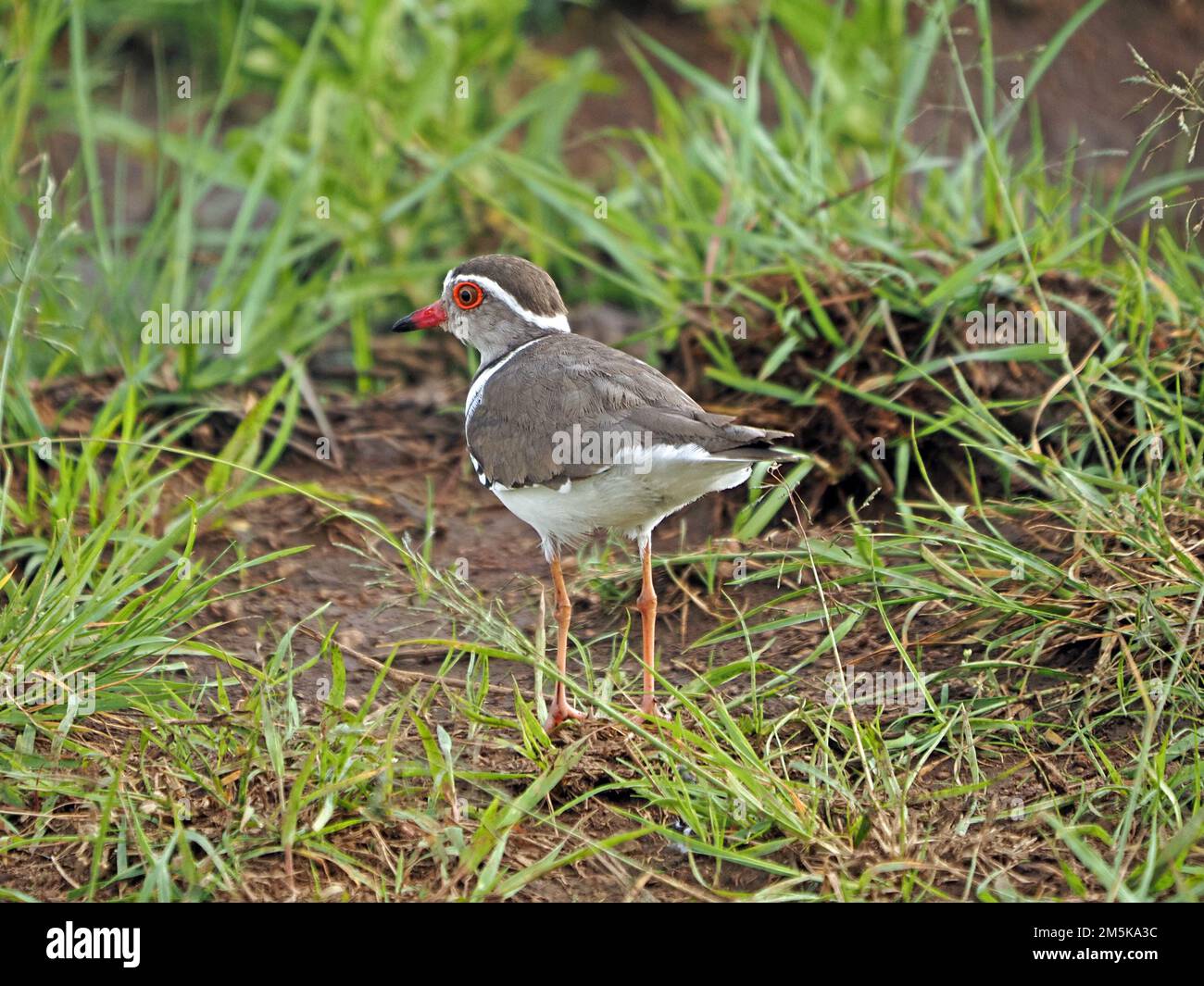 delicate Three-banded Plover or three-banded sandplover (Charadrius tricollaris) small wader on muddy patch of savannah in Greater Mara, Kenya,Africa Stock Photo