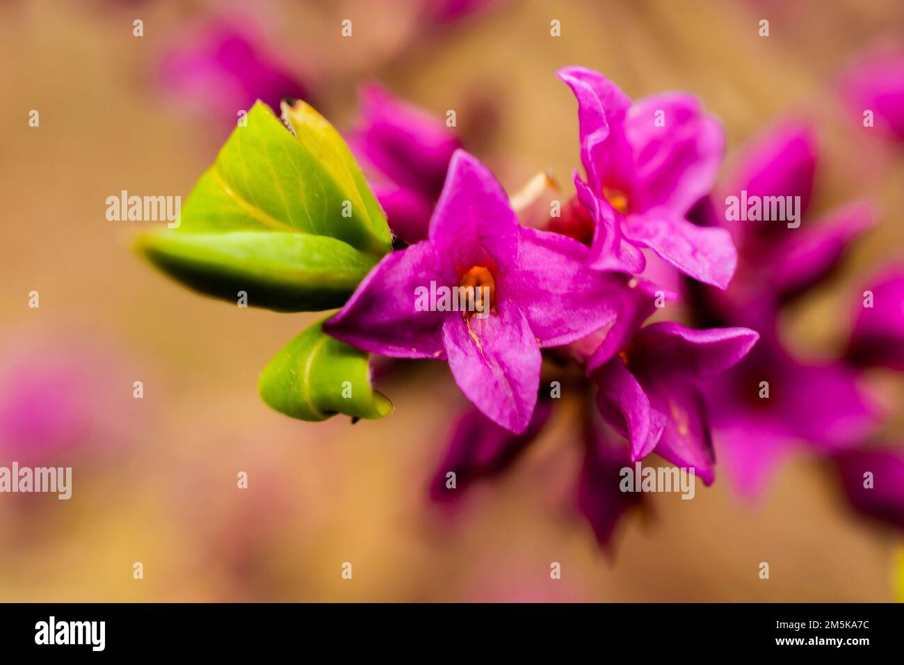 A selective focus of pink Daphne mezereum with leaves Stock Photo