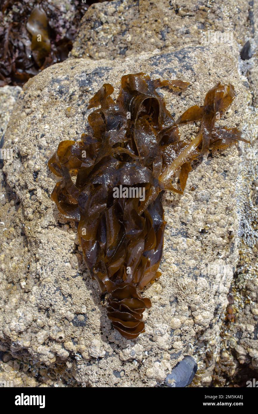A Look at life in New Zealand: seaside wild food and wildlife.Wakame (Undaria pinnatifida). Tasty and nutritious edible seaweed. Stock Photo