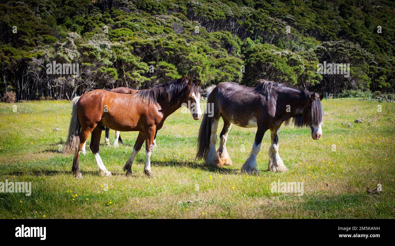 A Look at Life in New Zealand beautiful horses on a farm. Clydesdale
