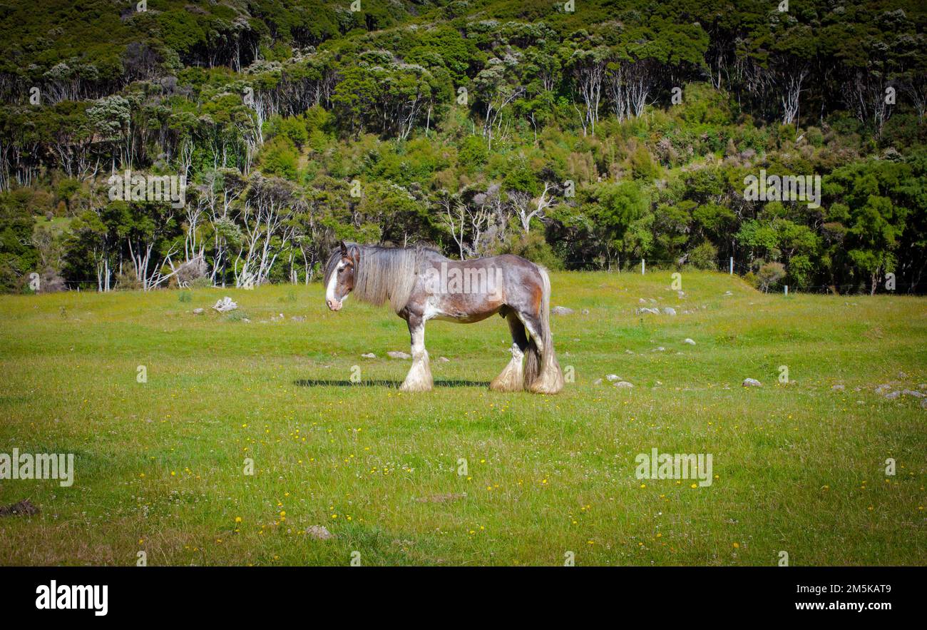 A Look at Life in New Zealand: beautiful horses on a farm. Clydesdale and foal. Stock Photo
