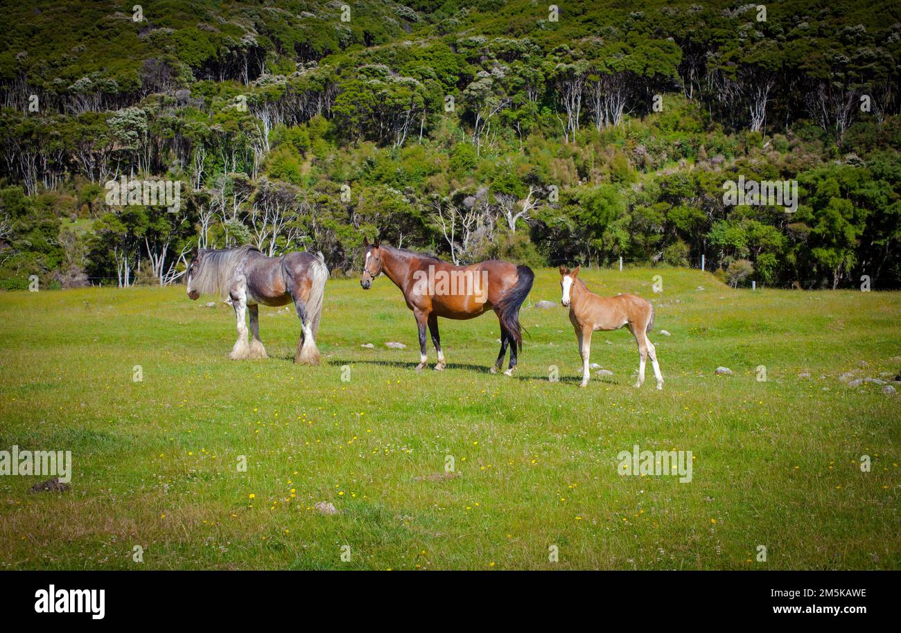 A Look at Life in New Zealand: beautiful horses on a farm. Clydesdale and foal. Stock Photo