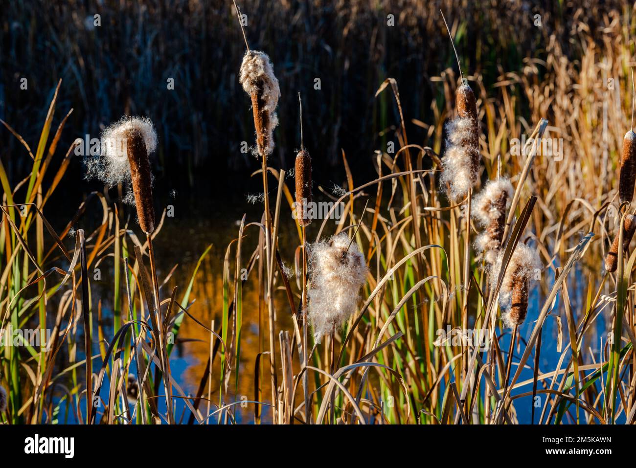 Marsh reeds  plants in autumn Stock Photo