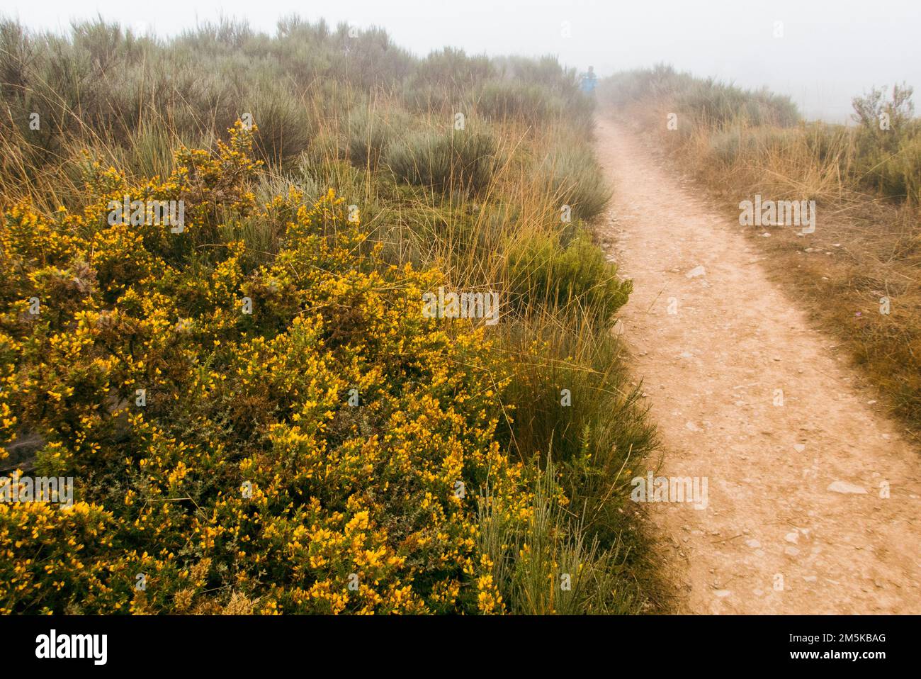 Pathway into the mist. The Saint James Way between Foncebadón and Ponferrada leads through heathlands on a mountain range. Often clouds gather in the higher parts of the trail. Stock Photo