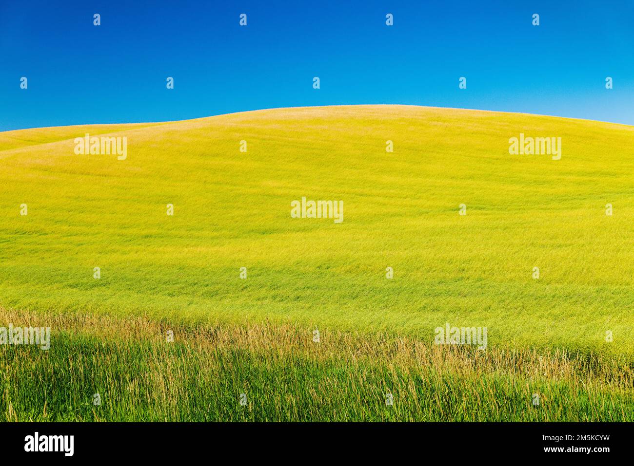 Beautiful colorful farm fields; Palouse region; Washington state; USA Stock Photo