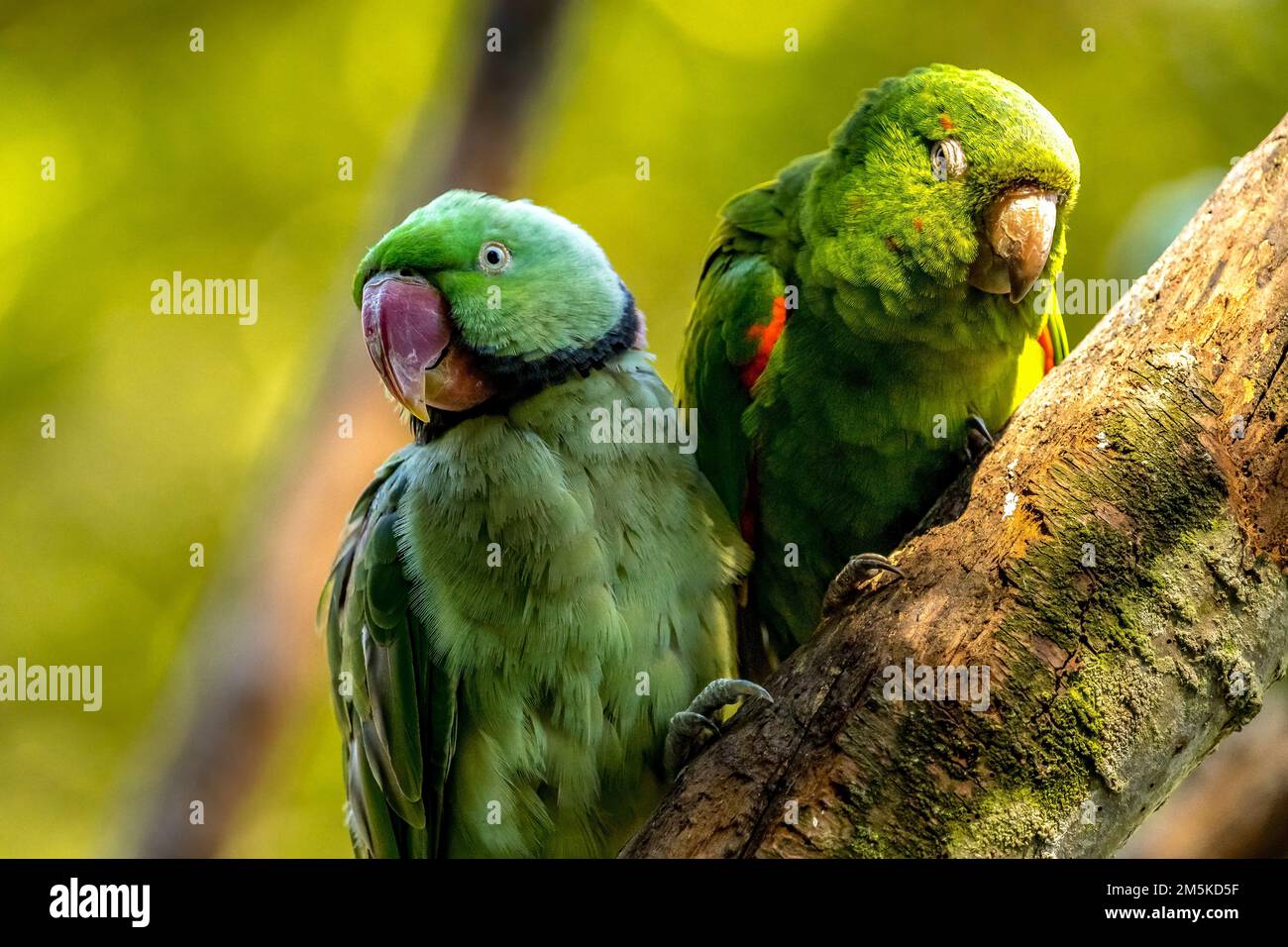 A closeup of an Echo parakeets, Psittacula eques green parrots against a blurred background Stock Photo