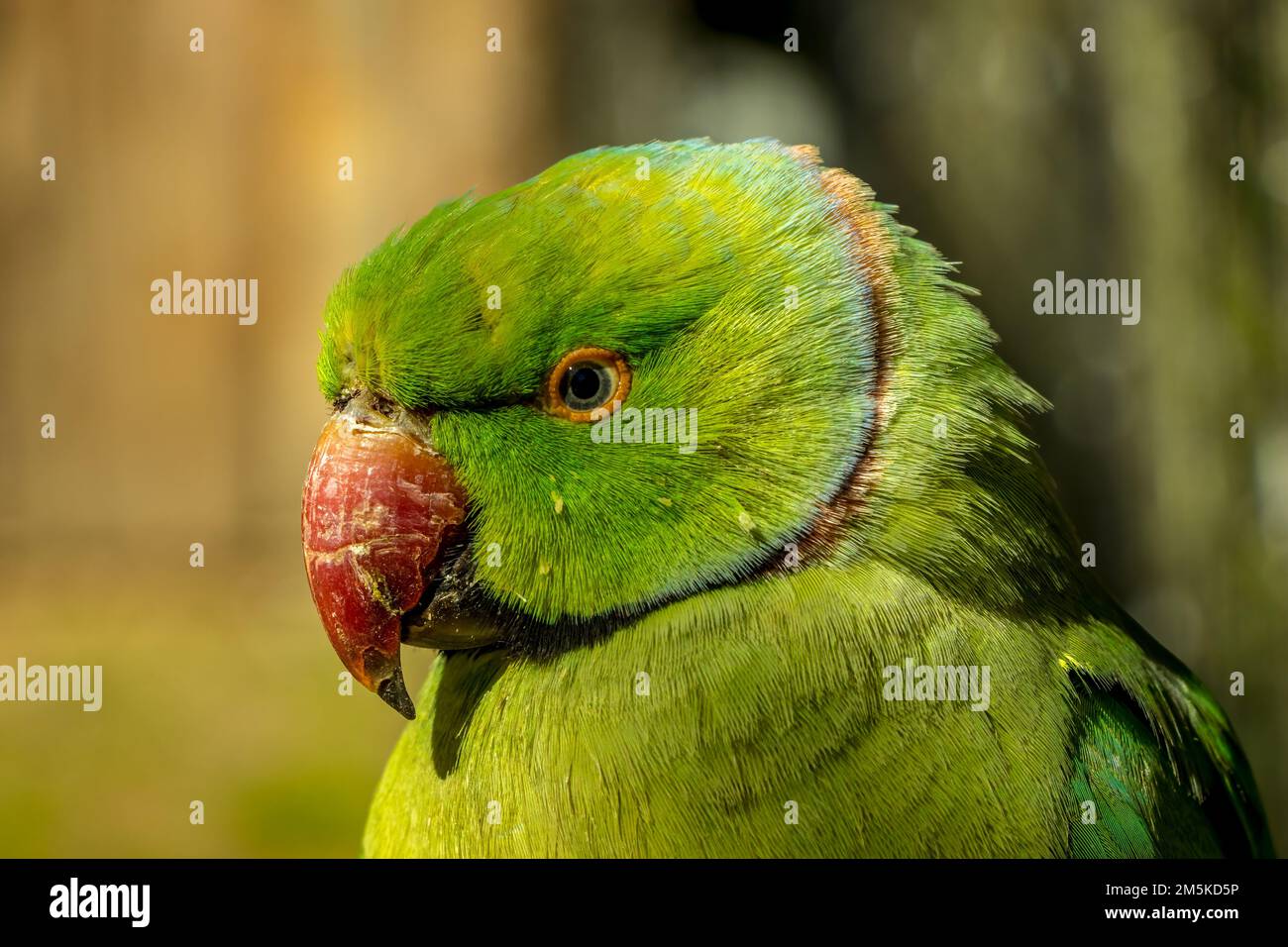 A closeup of an Echo parakeet, Psittacula eques green parrot against a blurred background Stock Photo