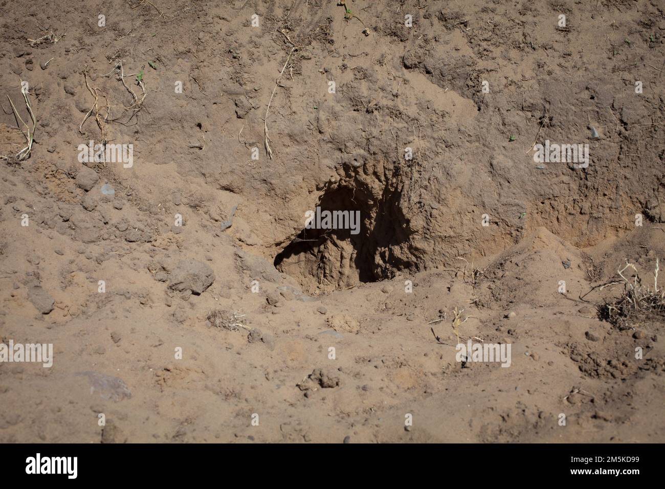 A Look at life in New Zealand rabbit burrows in a paddock. Rabbit