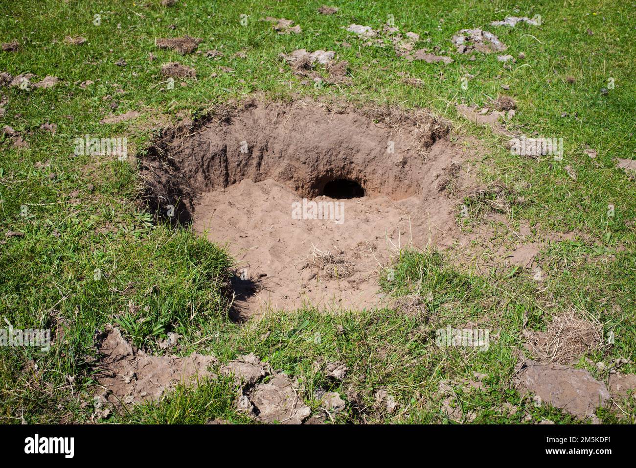 A Look at life in New Zealand rabbit burrows in a paddock. Rabbit