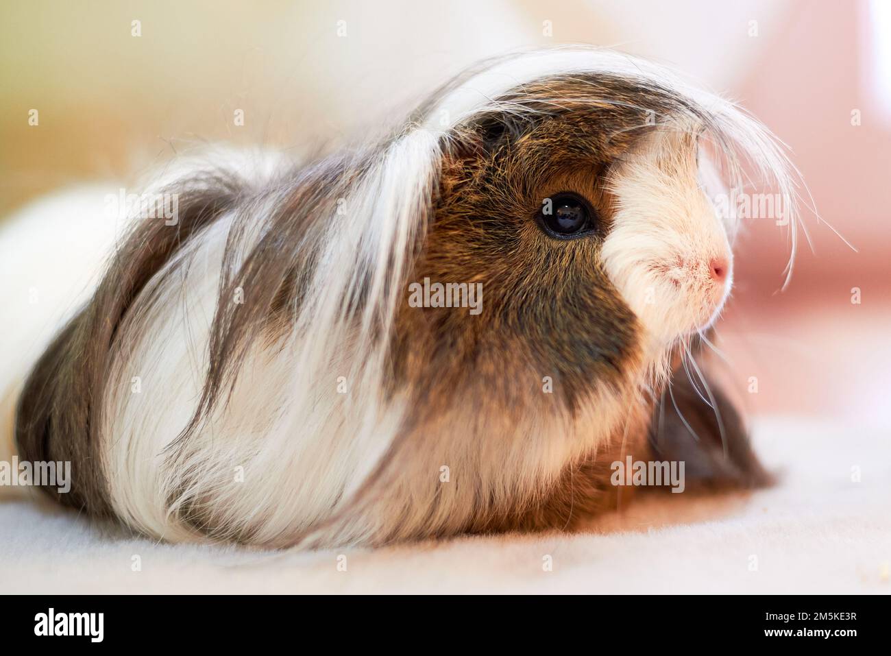 Long Haired Guinea pig also known as the cavy or domestic cavy (Cavia