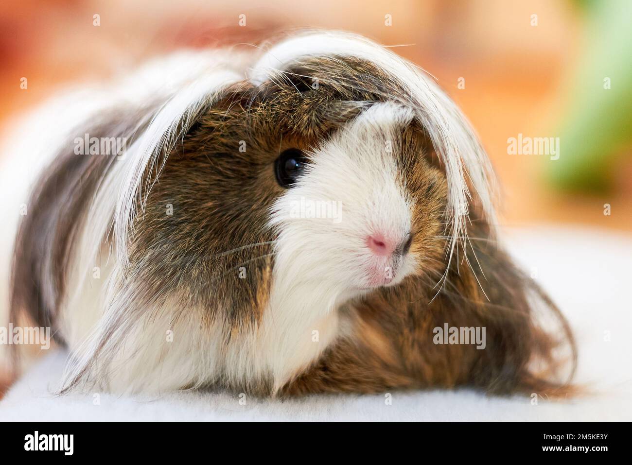 Long Haired Guinea pig also known as the cavy or domestic cavy (Cavia