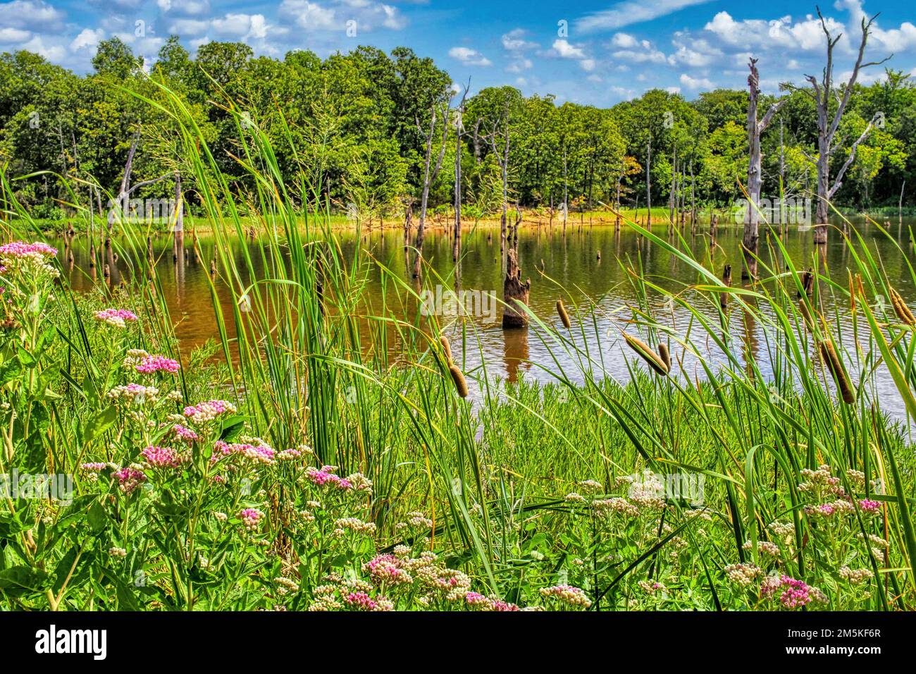 Chandler Oklahoma's Bell Cow Lake in late summer, sporting lilac-colored wildflowers, cattails, and tree stumps. Stock Photo