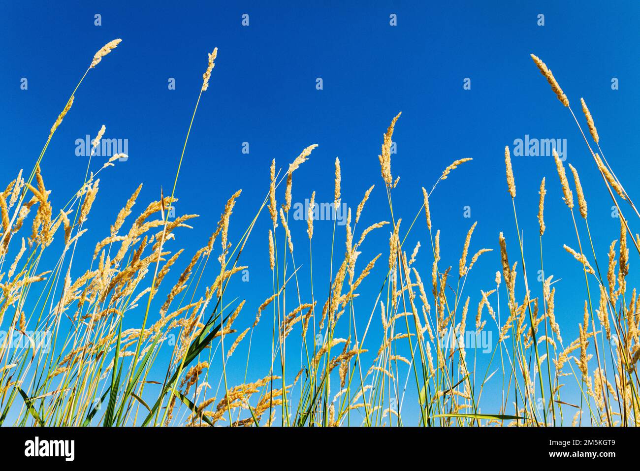 Beautiful mature golden wheat shafts against azure blue sky; Palouse Region; Washington; USA Stock Photo