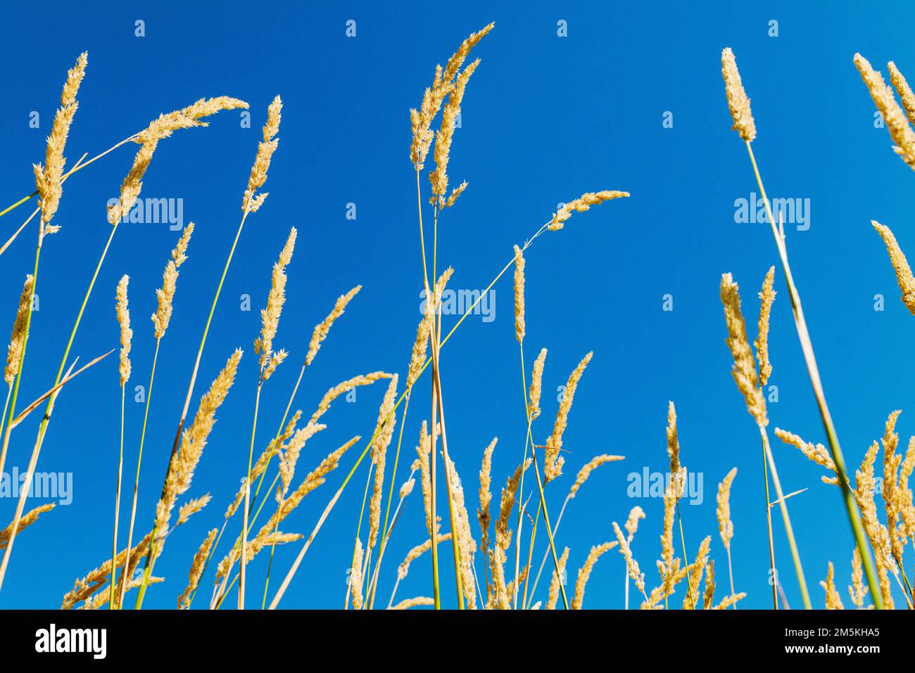 Beautiful mature golden wheat shafts against azure blue sky; Palouse Region; Washington; USA Stock Photo