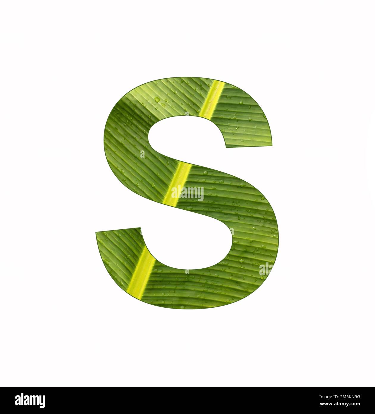 Alphabet Letter S - Banana plant leaf background Stock Photo