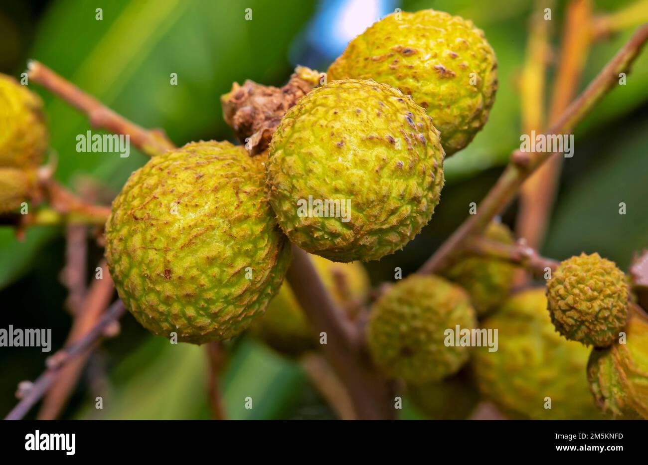 Closeup of Longan Dimocarpus longan fruit on tree. Stock Photo