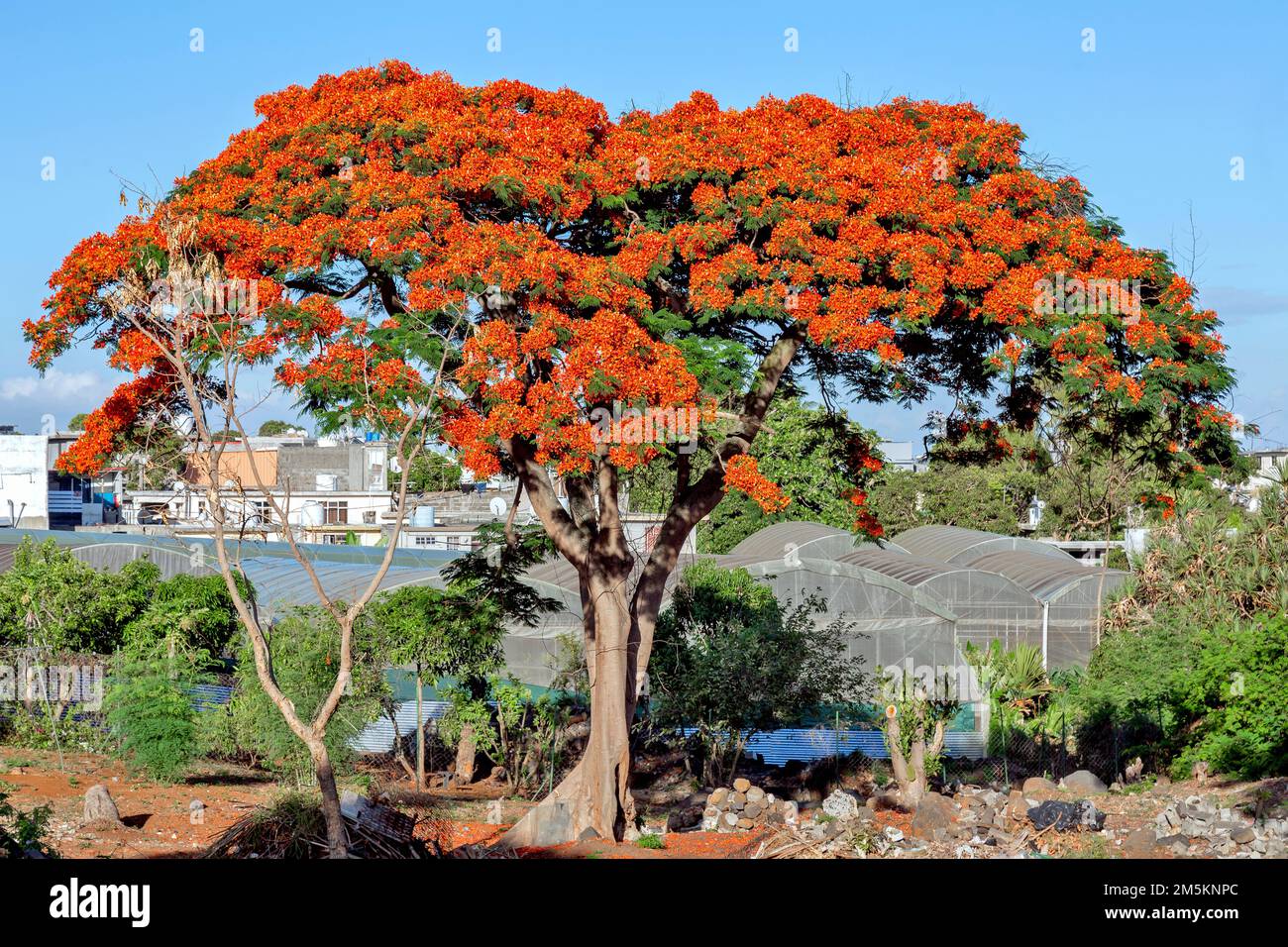 Delonix Flame Tree Also known as royal Poinciana or flamboyant tree Stock Photo