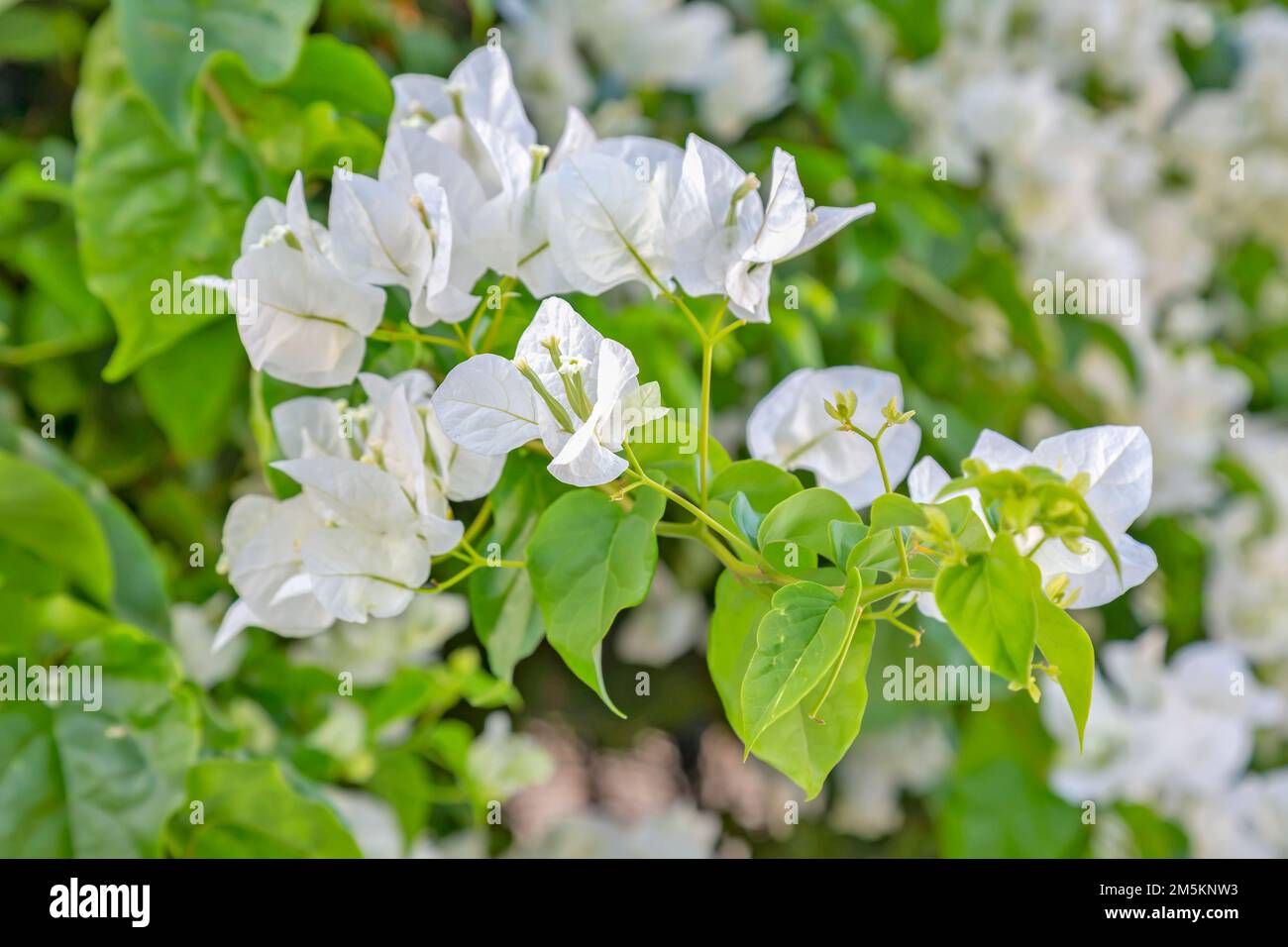 blooming white bougainvillea flowers in the garden. Stock Photo