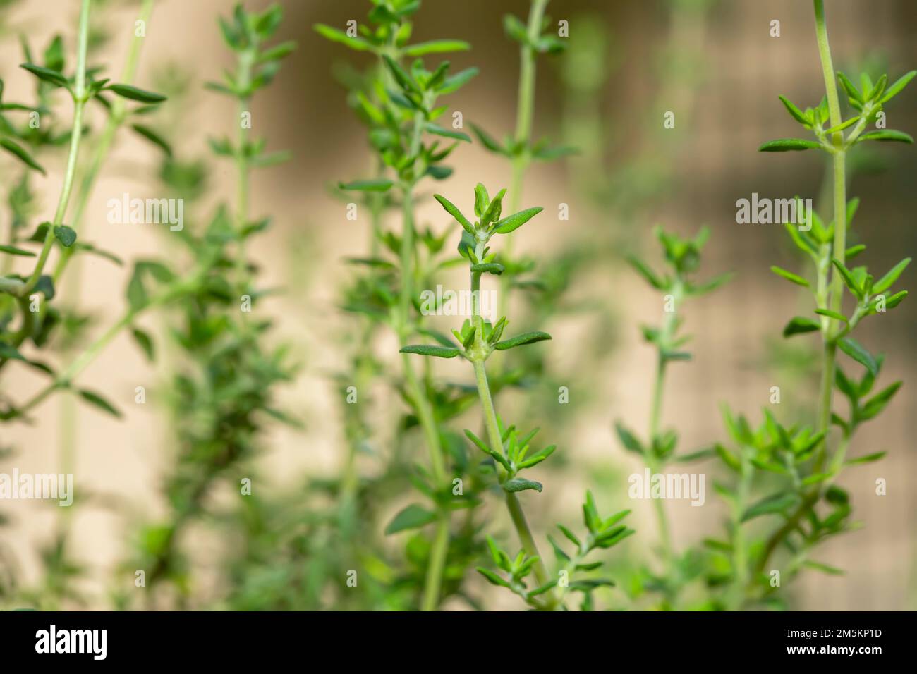 Thyme (Thymus vulgaris) is an herb with a distinct smell. The flowers, leaves, and oil are commonly used to flavor foods and are also used as medicine Stock Photo