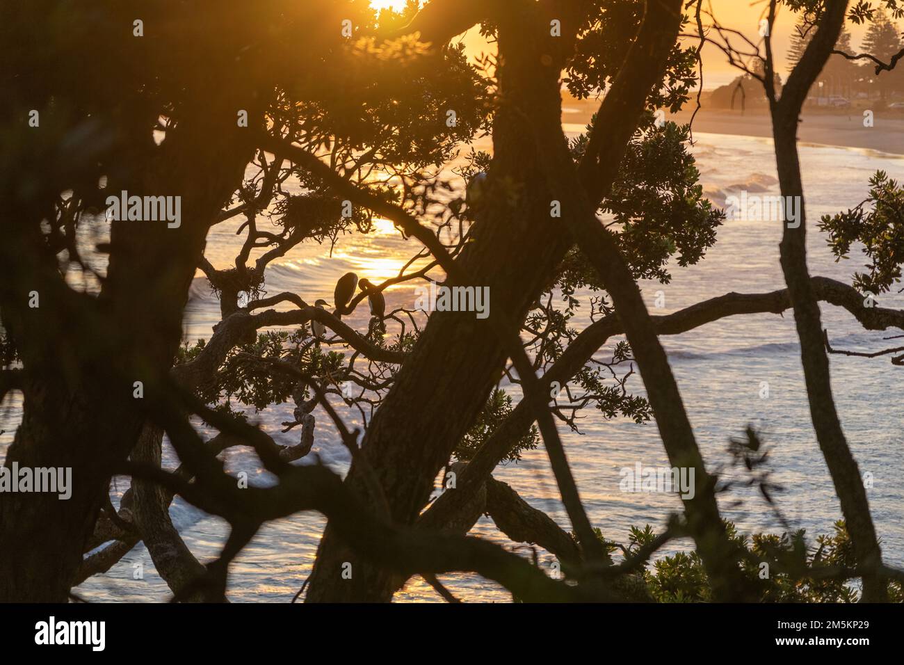 Mount Maunganui landscape view of ocean beach through twisted pohutukawa tree branches with cormorant nests and birds on branch back-lit by sunrise fr Stock Photo