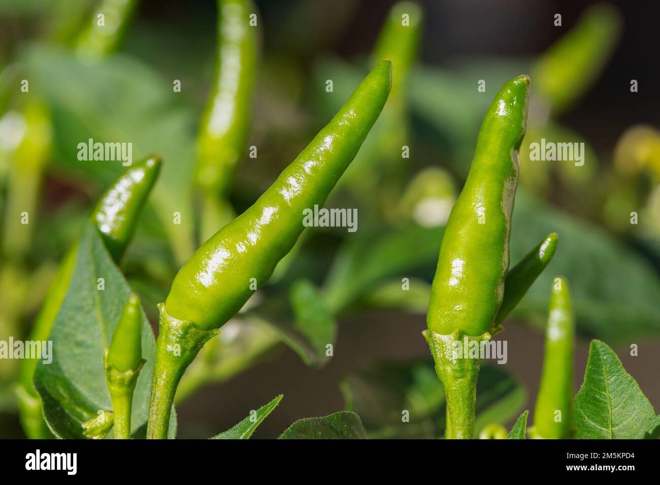 small green chillies also known as Capsicum annuum (chilli peppers) and Capsicum frutescens growing on tree. Stock Photo