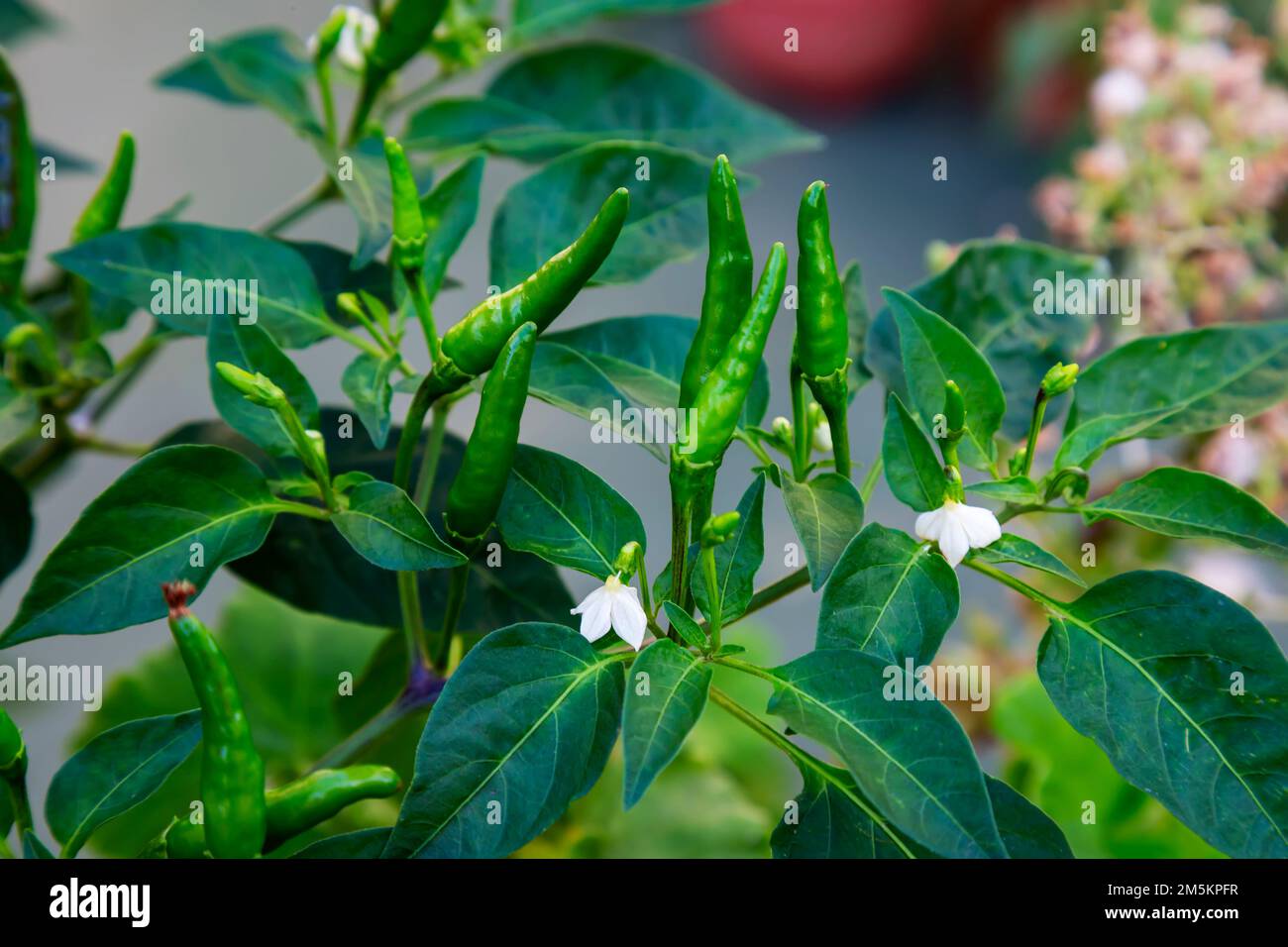small green chillies also known as Capsicum annuum (chilli peppers) and Capsicum frutescens growing on tree. Stock Photo